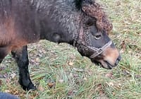 VMVT inspektoriai pasirūpino sužalotu poniu Lazdijų rajone